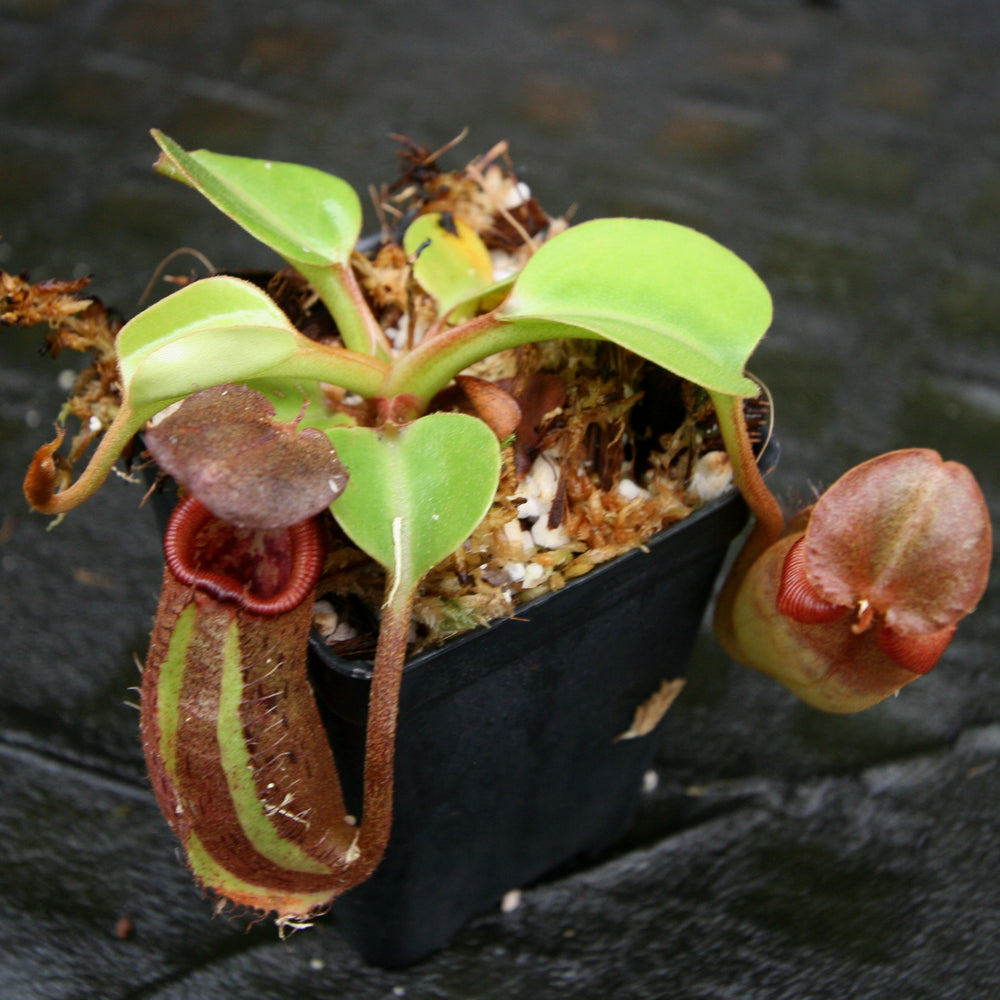 
                      
                        Nepenthes robcantleyi/nebularum
                      
                    