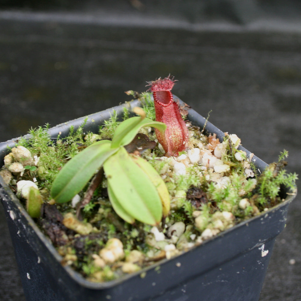 
                      
                        Nepenthes hamata (Tambusisi x Lumut), BE-4044, pitcher plant, carnivorous plant, collectors plant, large pitchers, rare plants 
                      
                    