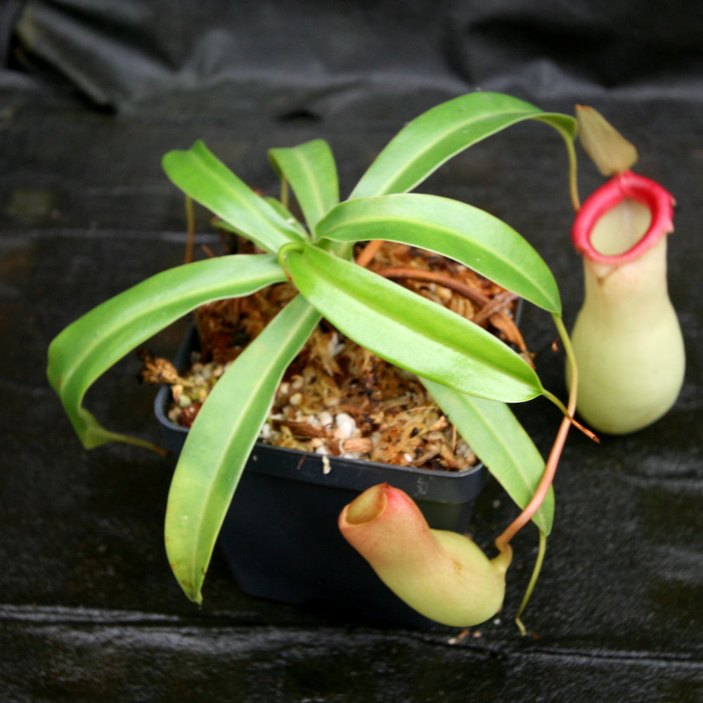 
                      
                        Nepenthes ventricosa "Porcelain", pitcher plant, carnivorous plant, collectors plant, large pitchers, rare plants 
                      
                    