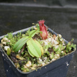 Nepenthes hamata (Tambusisi x Lumut), BE-4044, pitcher plant, carnivorous plant, collectors plant, large pitchers, rare plants 