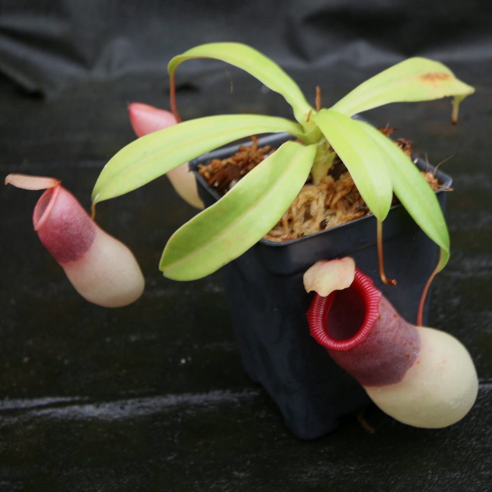 
                      
                        Nepenthes ventricosa "Porcelain", pitcher plant, carnivorous plant, collectors plant, large pitchers, rare plants 
                      
                    