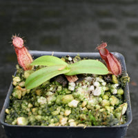 Nepenthes hamata (Tambusisi x Lumut), BE-4044, pitcher plant, carnivorous plant, collectors plant, large pitchers, rare plants 