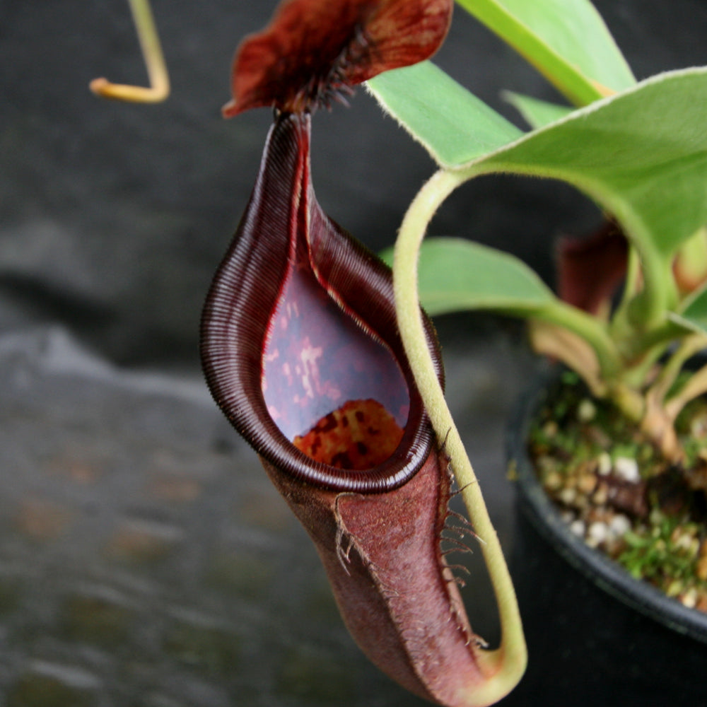 
                      
                        Nepenthes [(lowii x veitchii) x boschiana]-yellow x [(lowii x veitchii) x (bicalcarata x camp)], CAR-0078, pitcher plant, carnivorous plant, collectors plant, large pitchers, rare plants
                      
                    