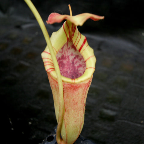 Yellow Nepenthes pitcher with red striped rim and pink interior, close view