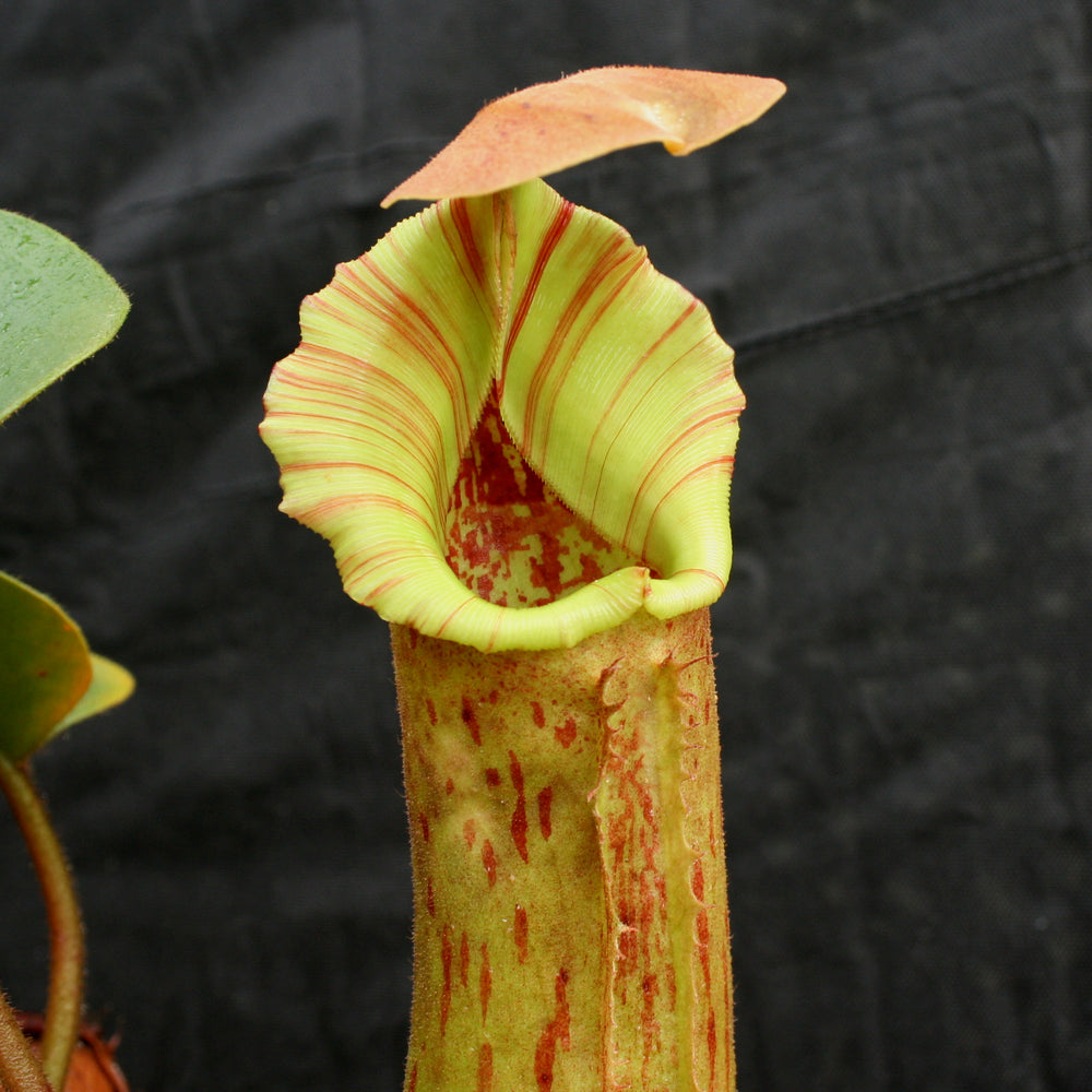 
                      
                        Nepenthes truncata, Highland Reddish Leaves
                      
                    