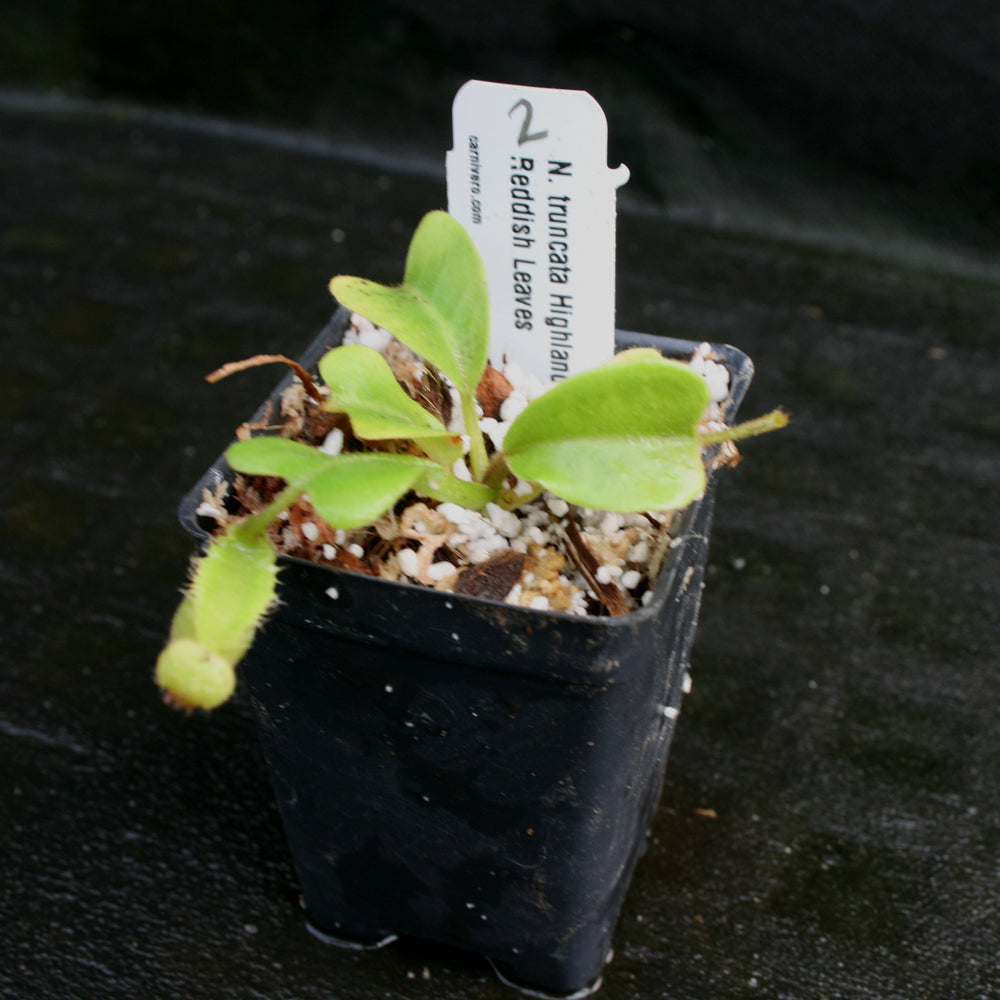 
                      
                        Nepenthes truncata, Highland Reddish Leaves
                      
                    