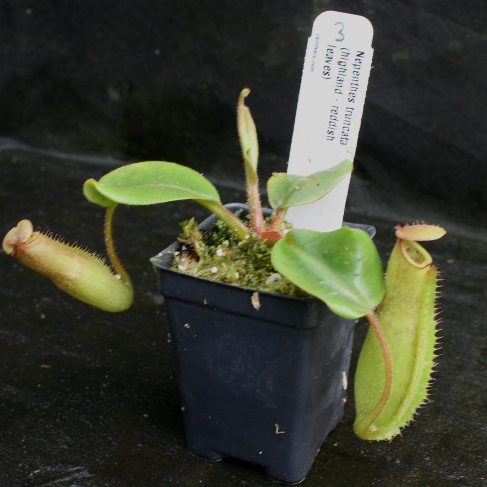 
                      
                        Nepenthes truncata, Highland Reddish Leaves
                      
                    