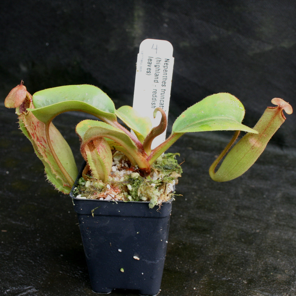 
                      
                        Nepenthes truncata, Highland Reddish Leaves
                      
                    