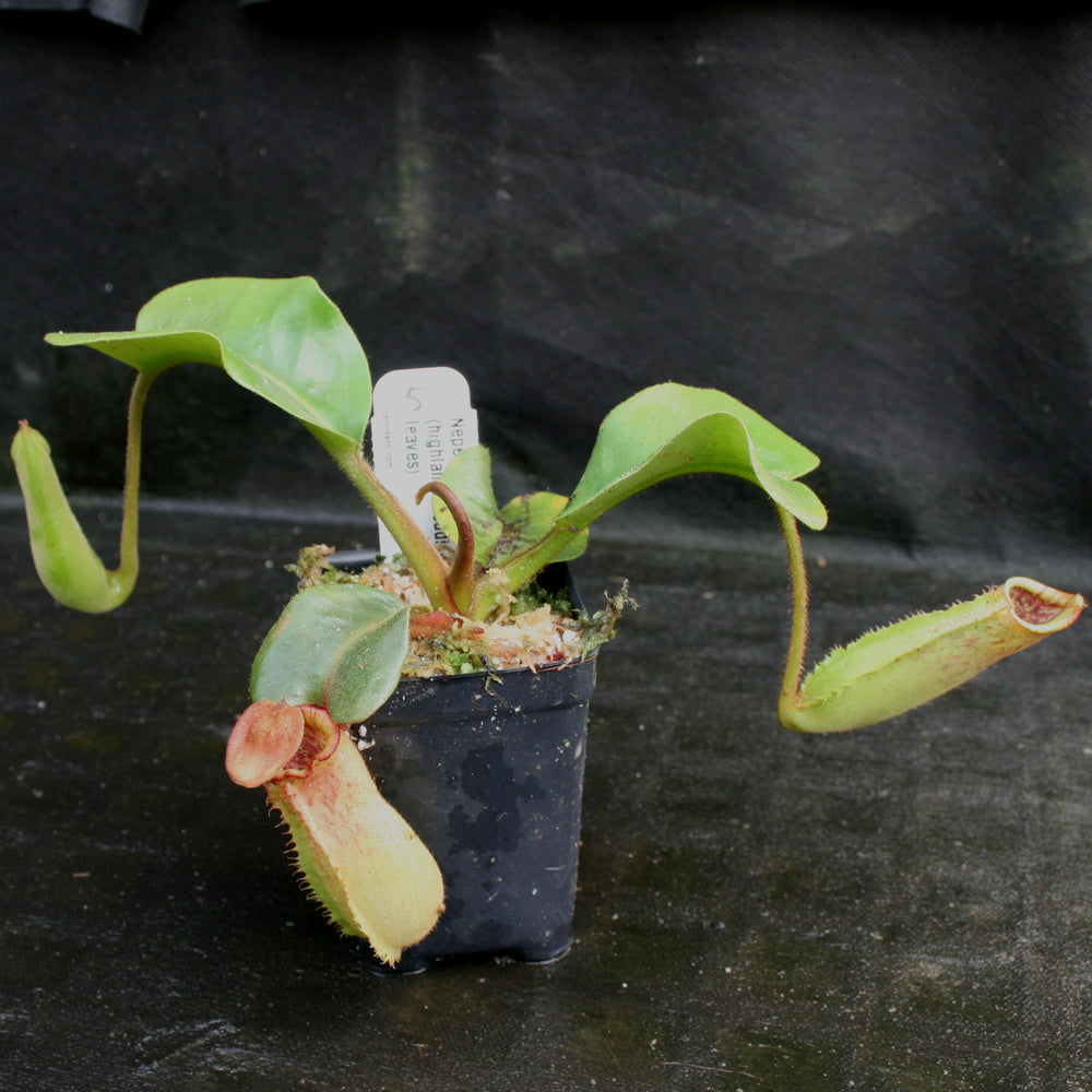 
                      
                        Nepenthes truncata, Highland Reddish Leaves
                      
                    