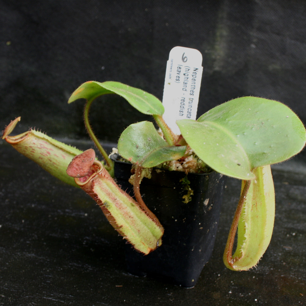 
                      
                        Nepenthes truncata, Highland Reddish Leaves
                      
                    
