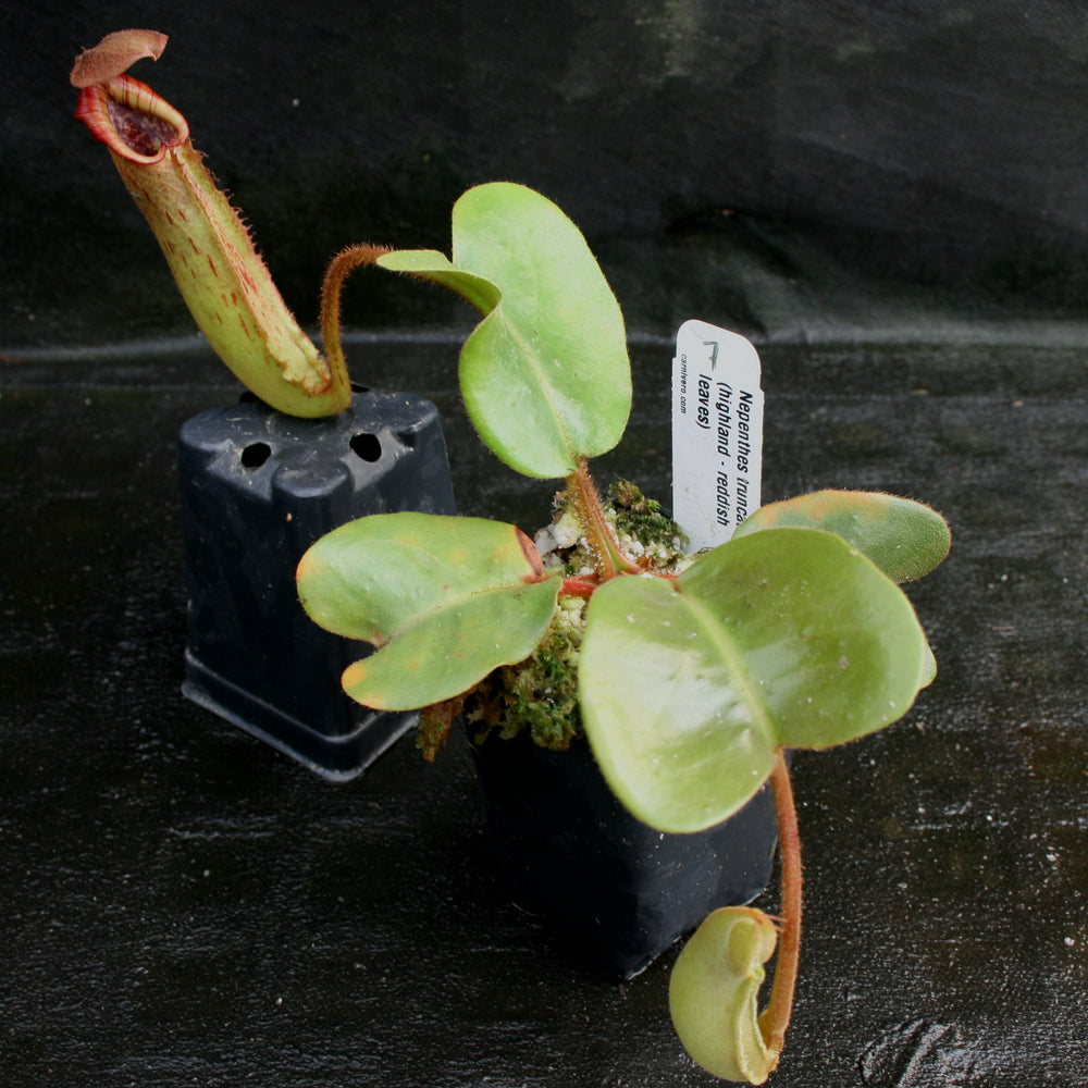 
                      
                        Nepenthes truncata, Highland Reddish Leaves
                      
                    