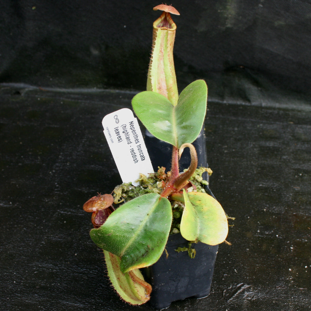 
                      
                        Nepenthes truncata, Highland Reddish Leaves
                      
                    