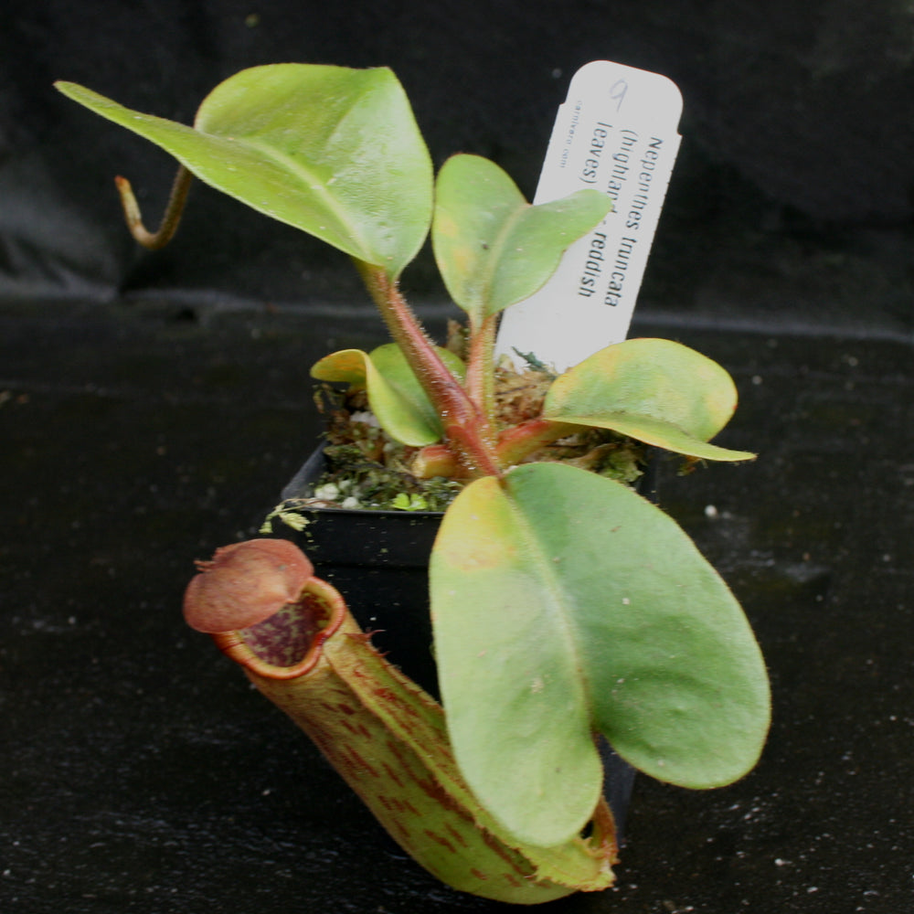 
                      
                        Nepenthes truncata, Highland Reddish Leaves
                      
                    