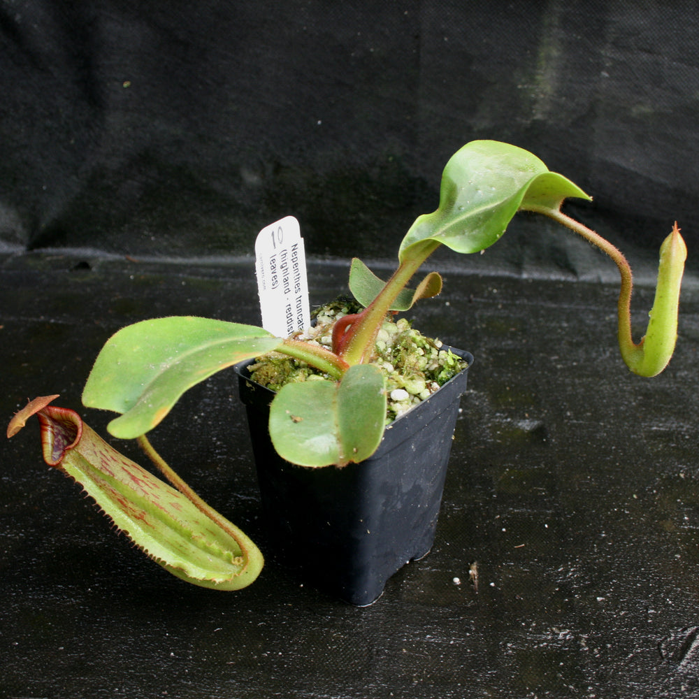 
                      
                        Nepenthes truncata, Highland Reddish Leaves
                      
                    