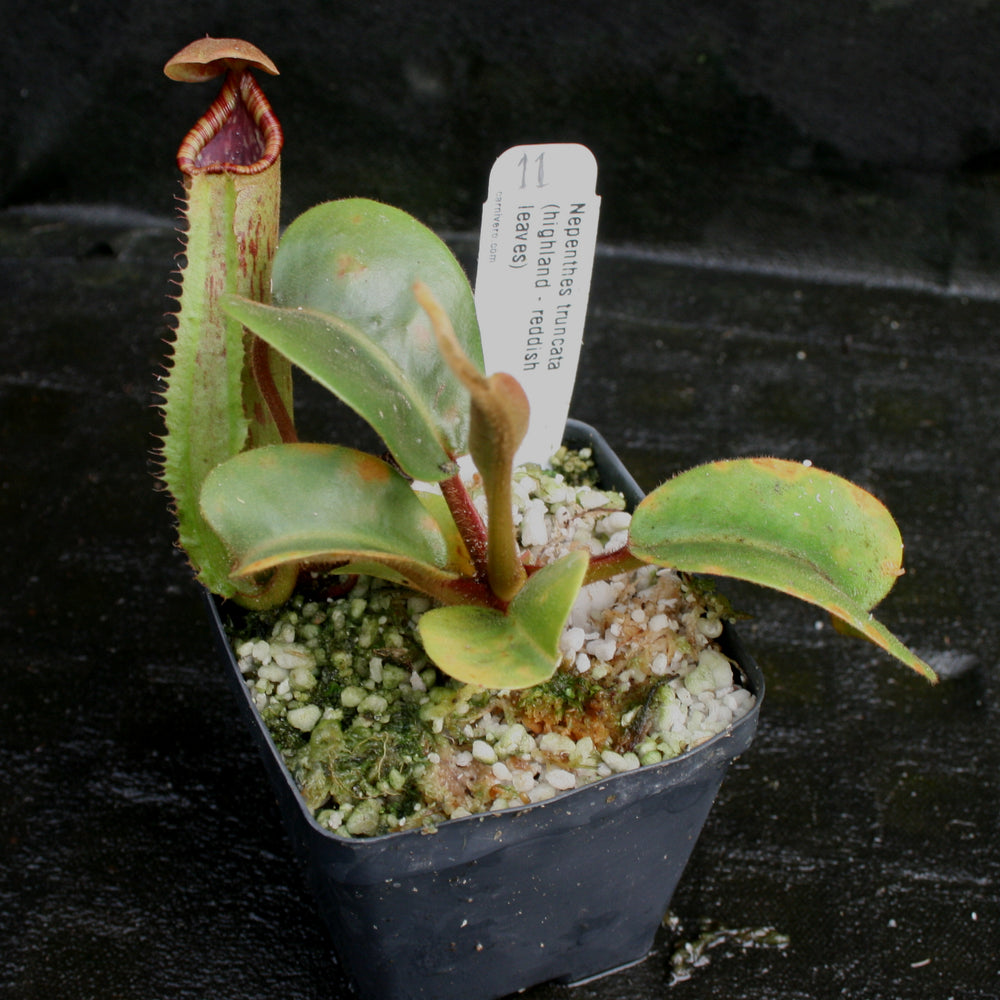 
                      
                        Nepenthes truncata, Highland Reddish Leaves
                      
                    