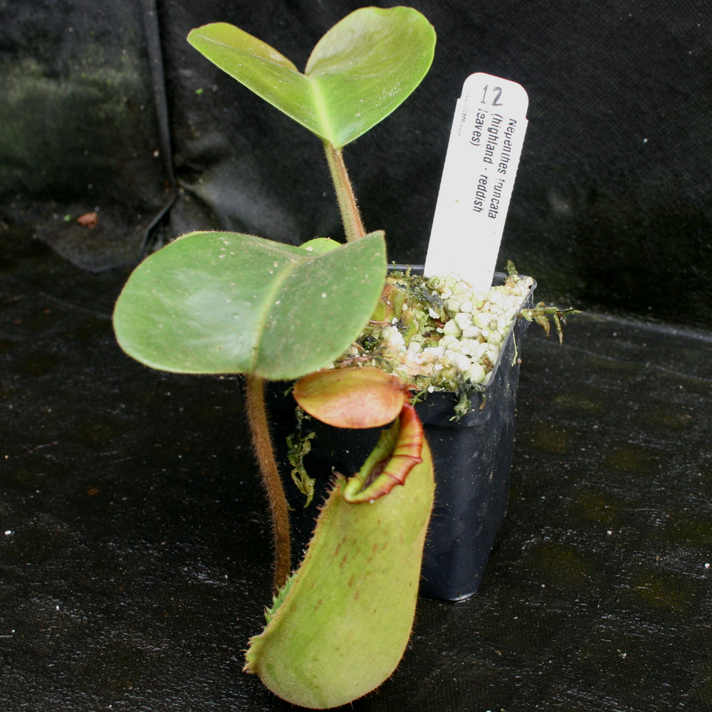 
                      
                        Nepenthes truncata, Highland Reddish Leaves
                      
                    