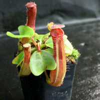 Nepenthes truncata (D#1 x C-E), CAR-0167