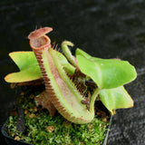 Nepenthes truncata (D#1 x C-E), CAR-0167