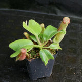 Nepenthes truncata (D#1 x C-E), CAR-0167