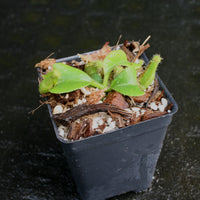 Nepenthes truncata (D#1 x C-E), CAR-0167