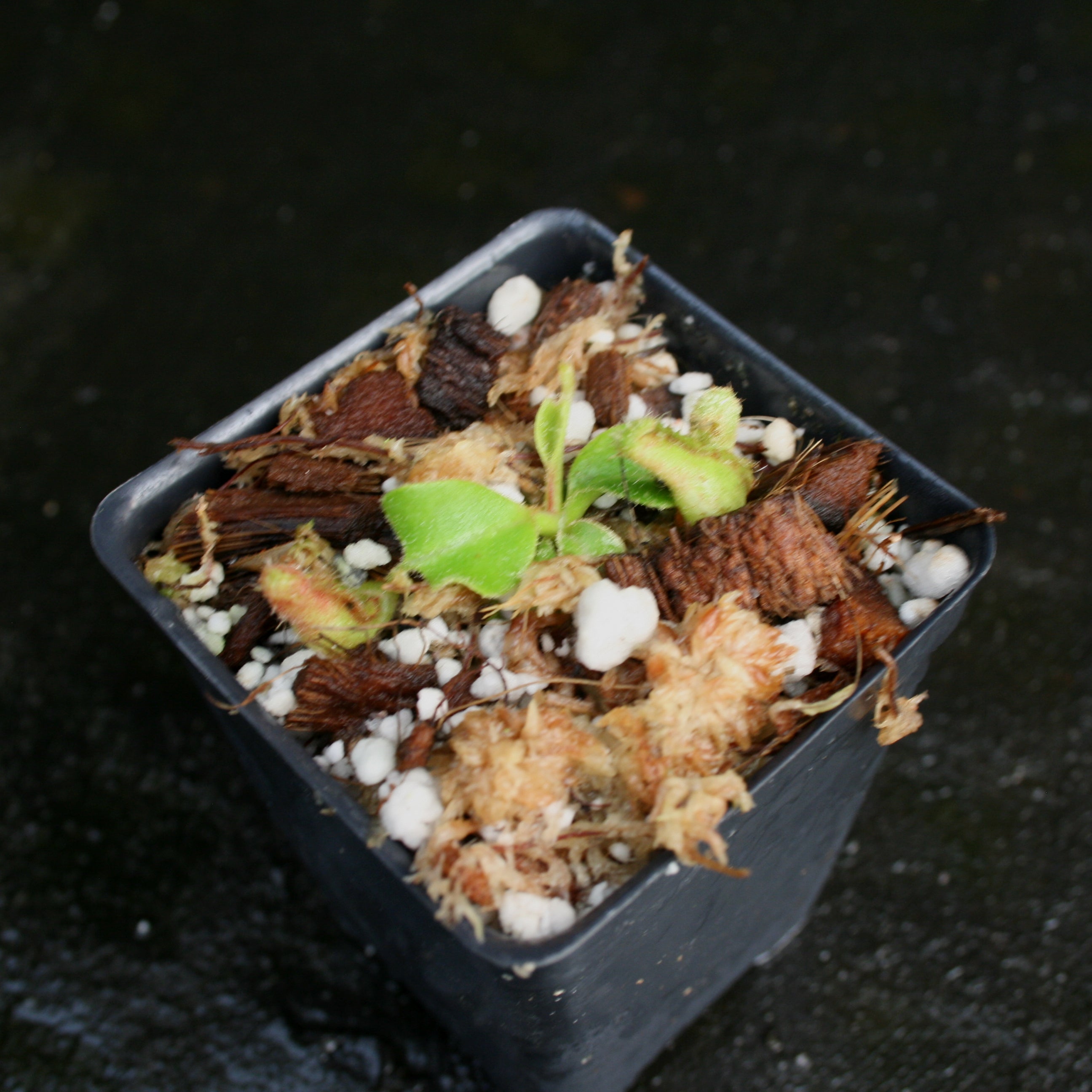 Nepenthes truncata (D#1 x C-E), CAR-0167 – Carnivero
