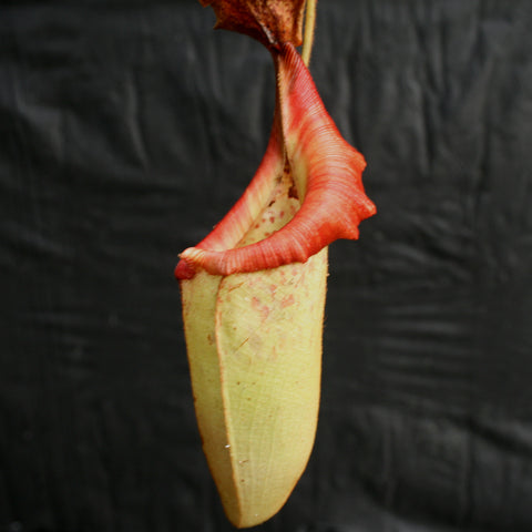 Long Nepenthes Rokko Exotica x boschiana x veitchii pitcher with bright red hood against a dark background