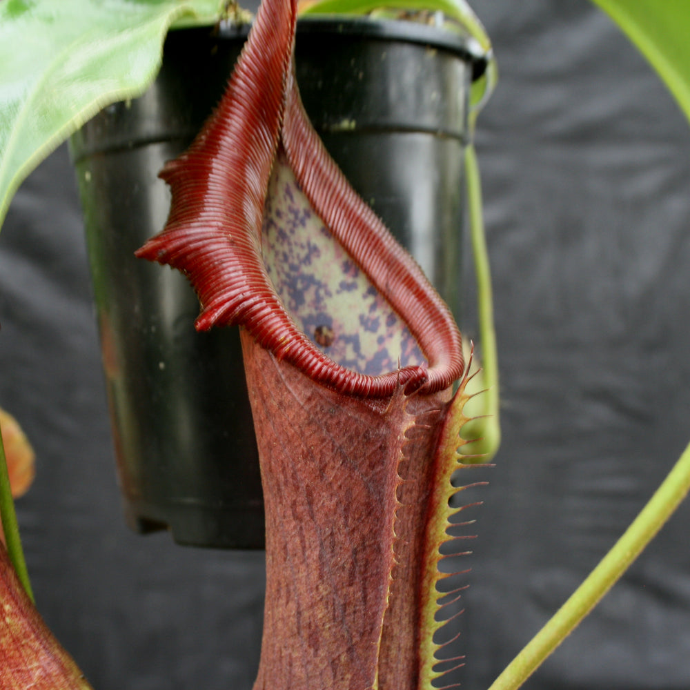 
                      
                        Nepenthes singalana x truncata(c), CAR-0127
                      
                    