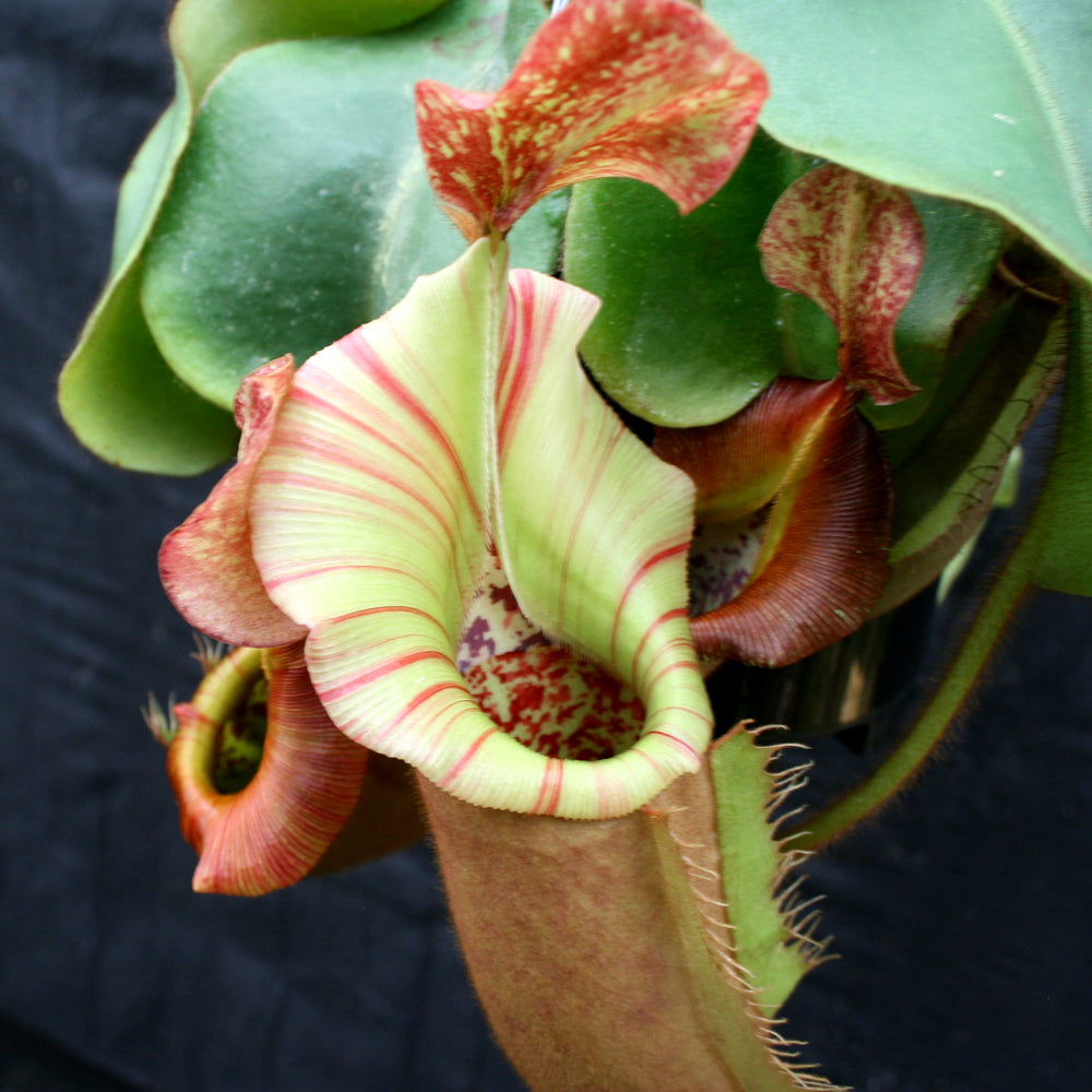 
                      
                        Nepenthes veitchii (#5 x "The Wave"), CAR-0062
                      
                    