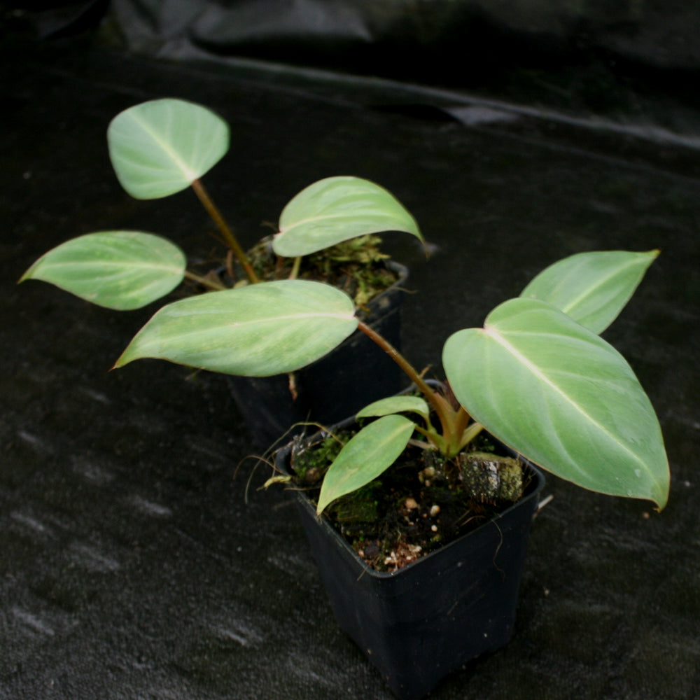 philodendron gloriosum pot Philodendron gloriosum – Carnivero