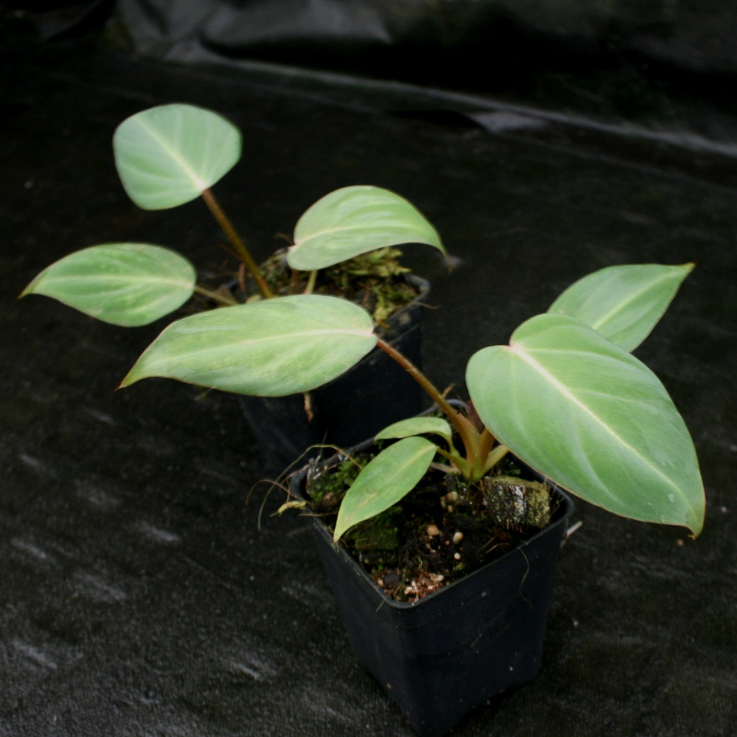 philodendron gloriosum philippines Philodendron gloriosum – Carnivero
