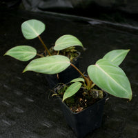 Philodendron gloriosum