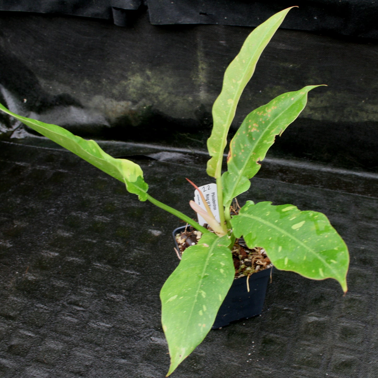 philodendron ring of fire australia Philodendron 'Ring Of Fire' – Carnivero