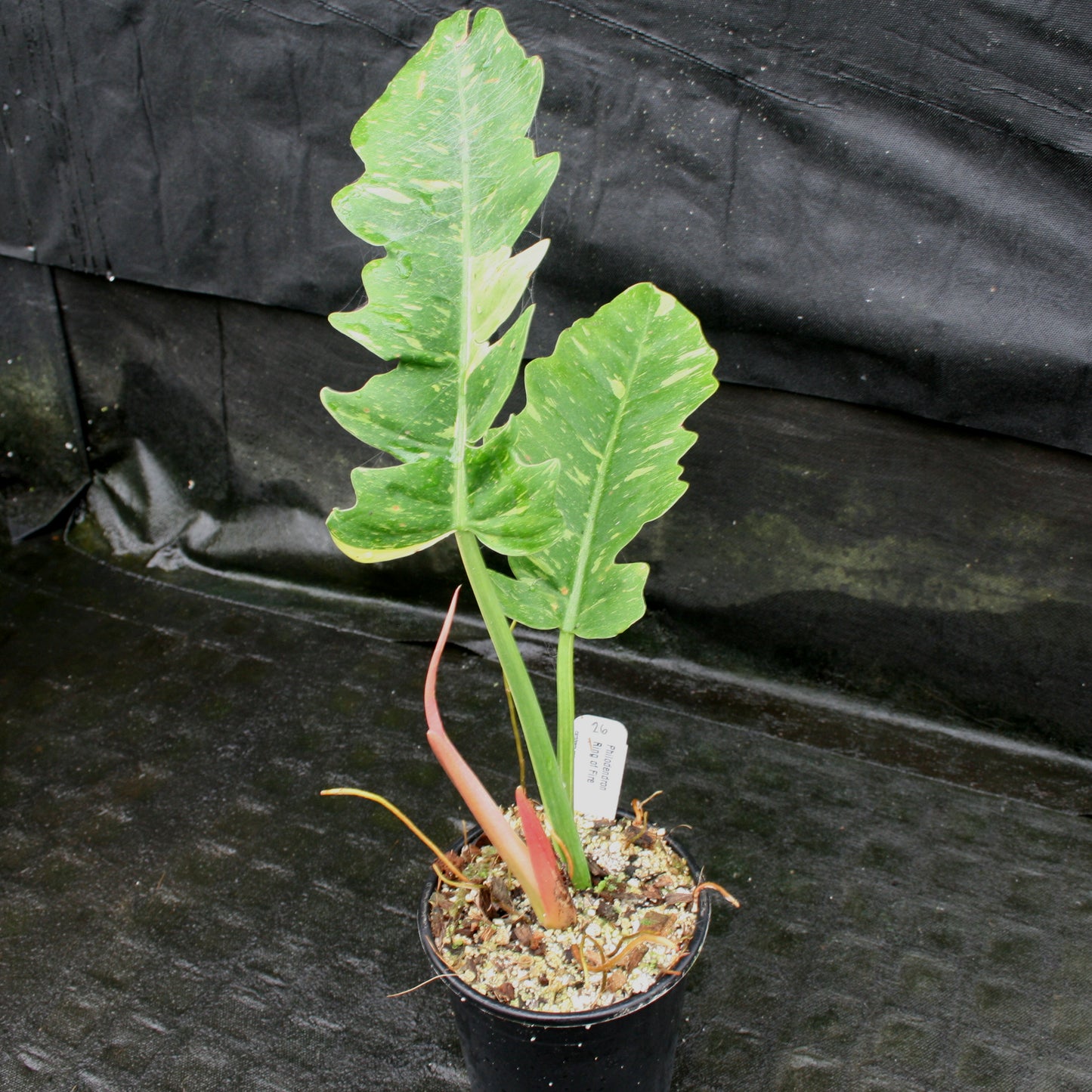 is philodendron ring of fire rare Philodendron 'Ring Of Fire' – Carnivero