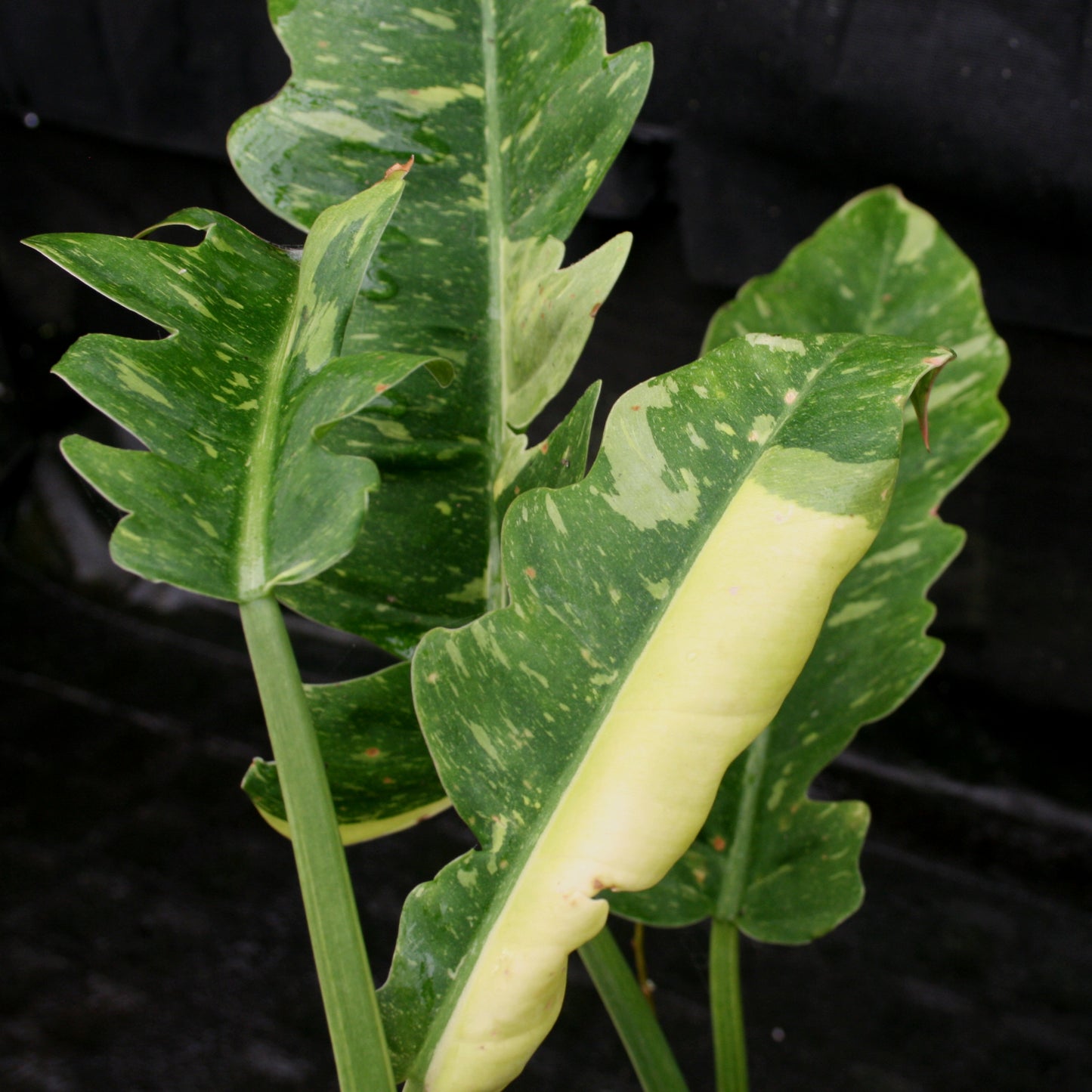 philodendron narrow ring of fire Philodendron 'Ring Of Fire' – Carnivero