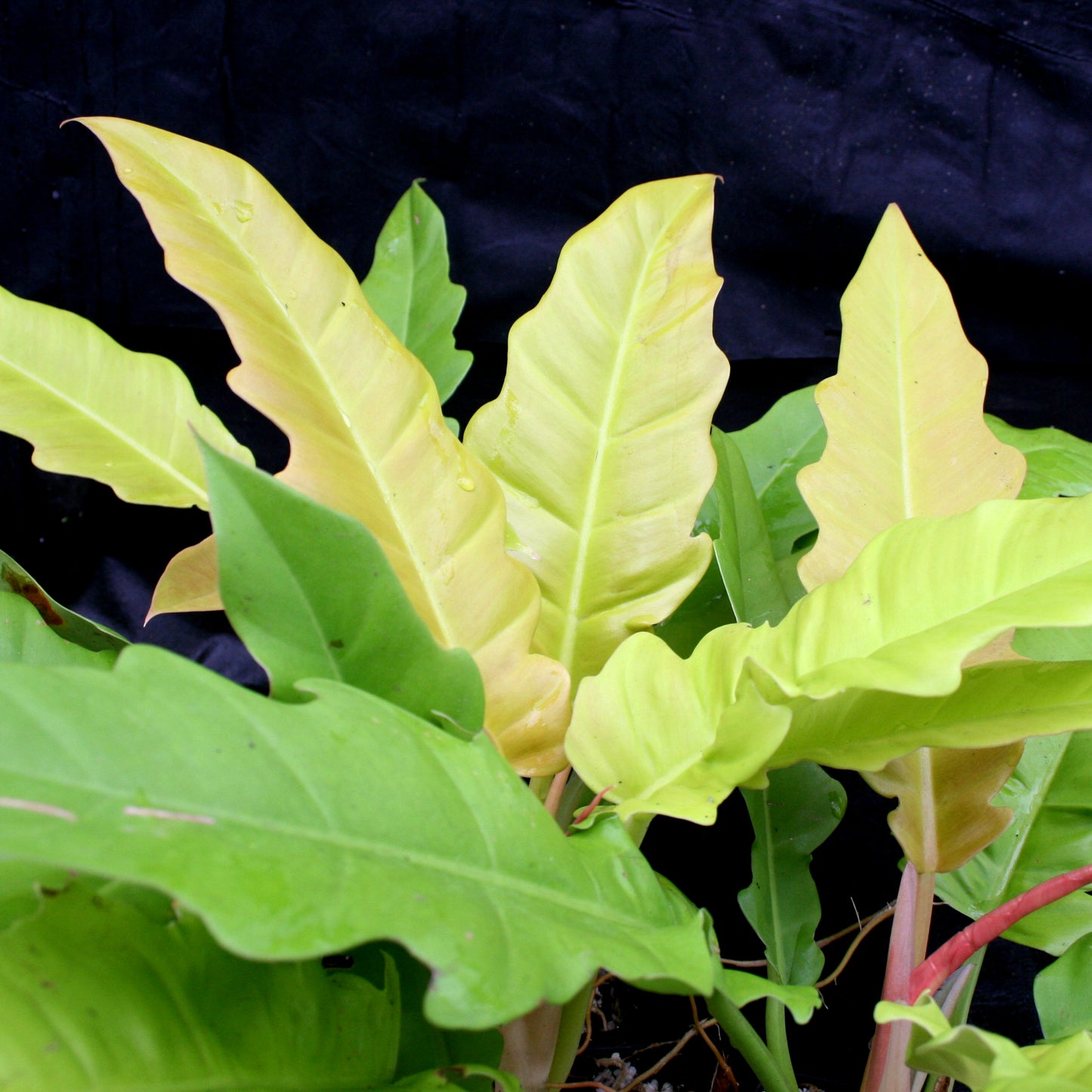 philodendron golden king Philodendron Golden Saw – Carnivero