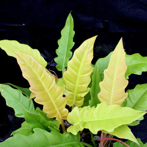 Golden Saw philodendron with broad pale yellow leaves and scalloped edges against dark background