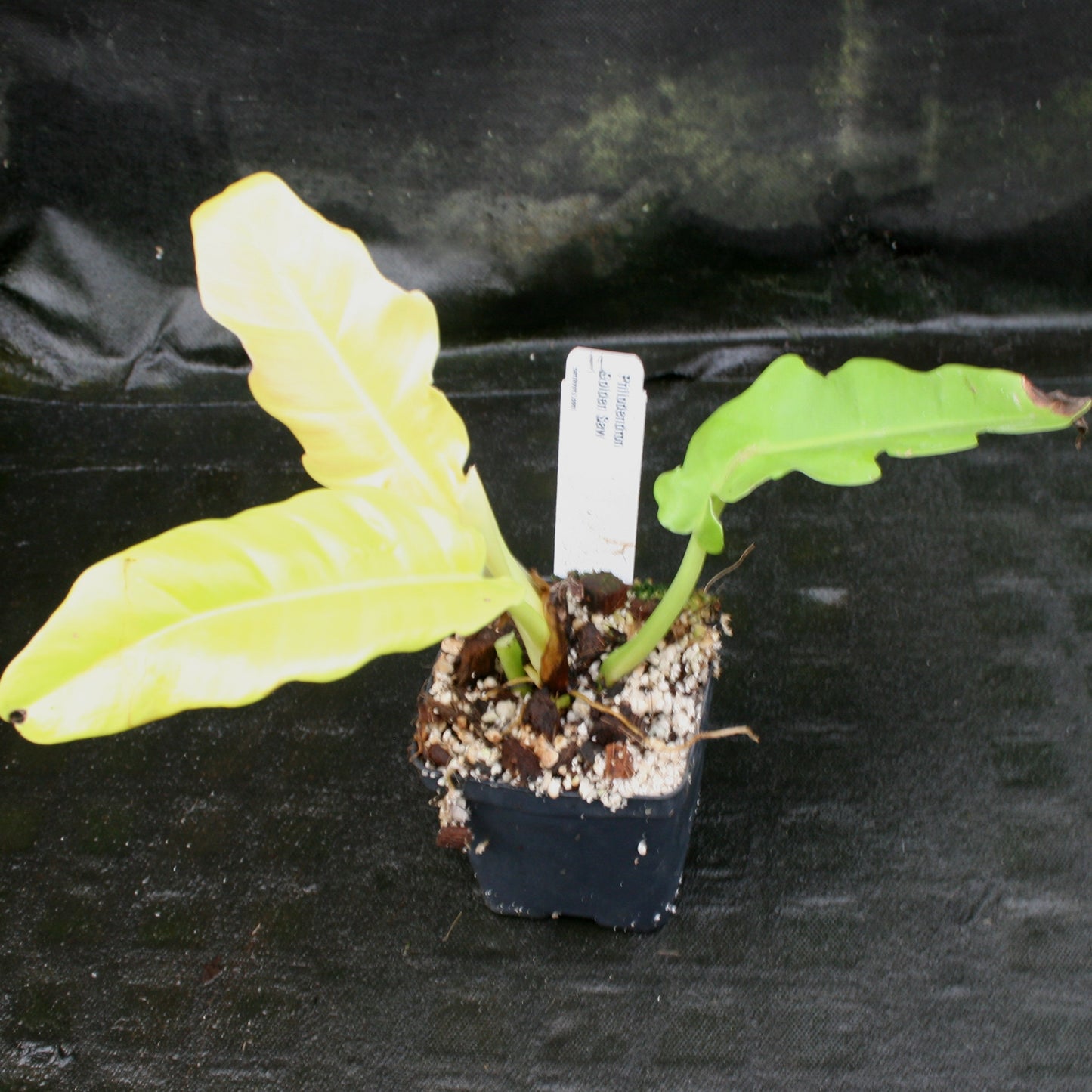 philodendron golden saw crocodile Philodendron Golden Saw – Carnivero