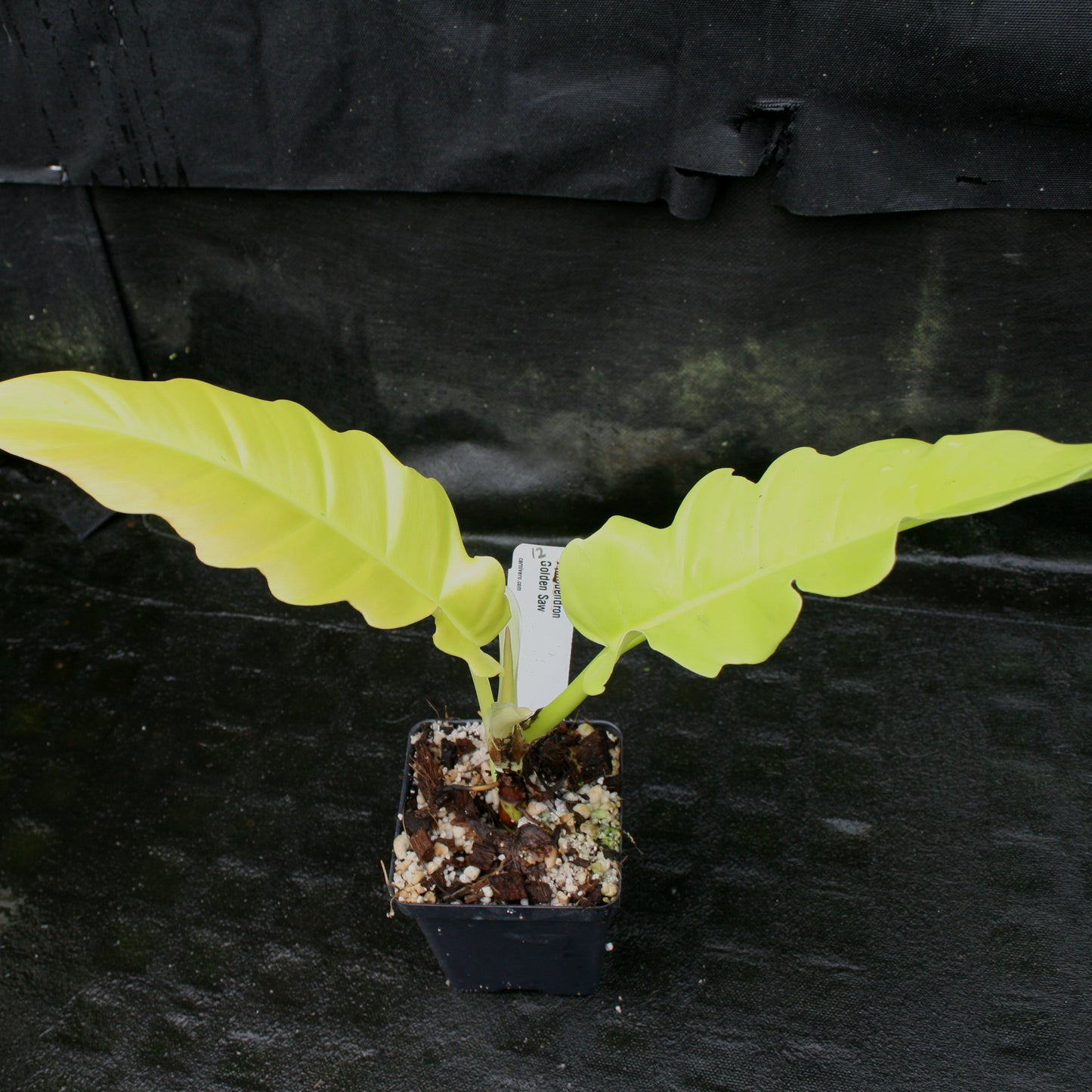 philodendron golden saw crocodile Philodendron Golden Saw – Carnivero