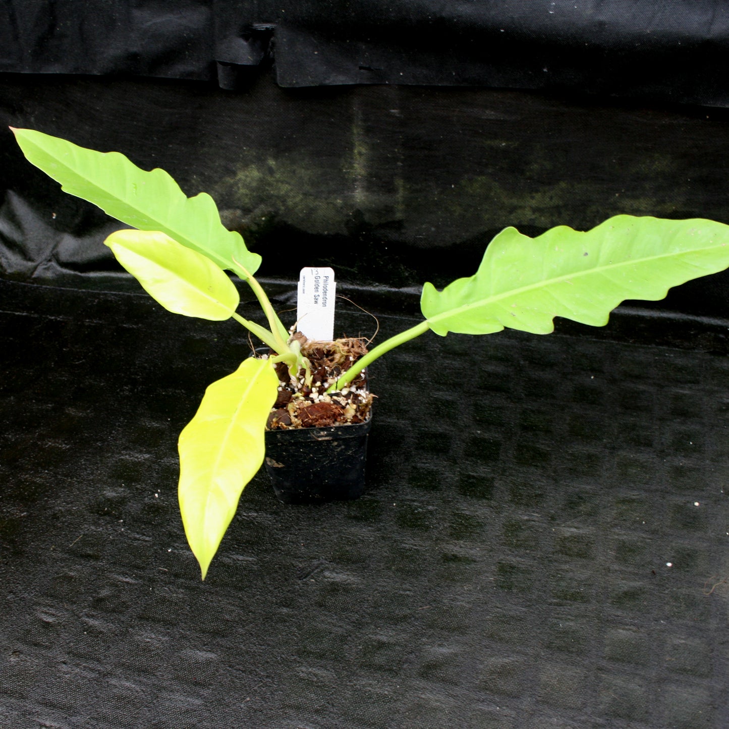 philodendron saw Philodendron Golden Saw – Carnivero