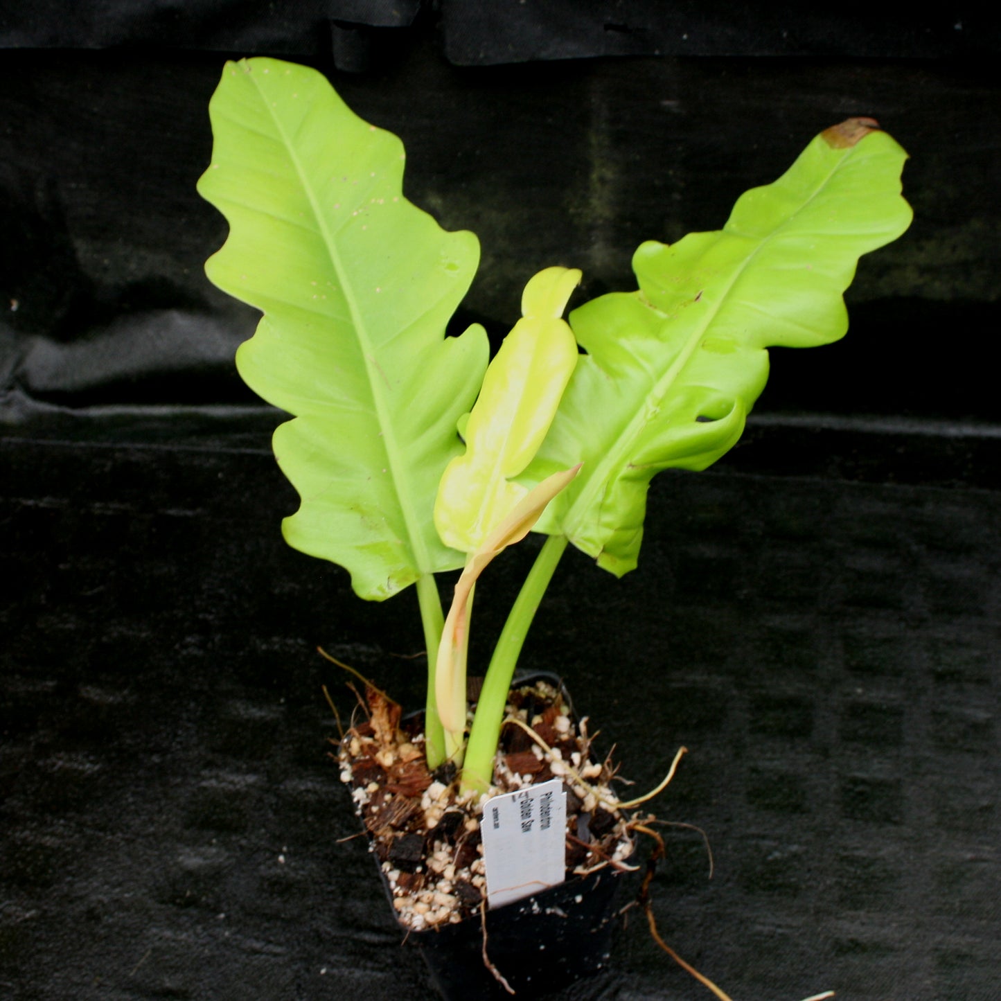philodendron golden saw crocodile Philodendron Golden Saw – Carnivero