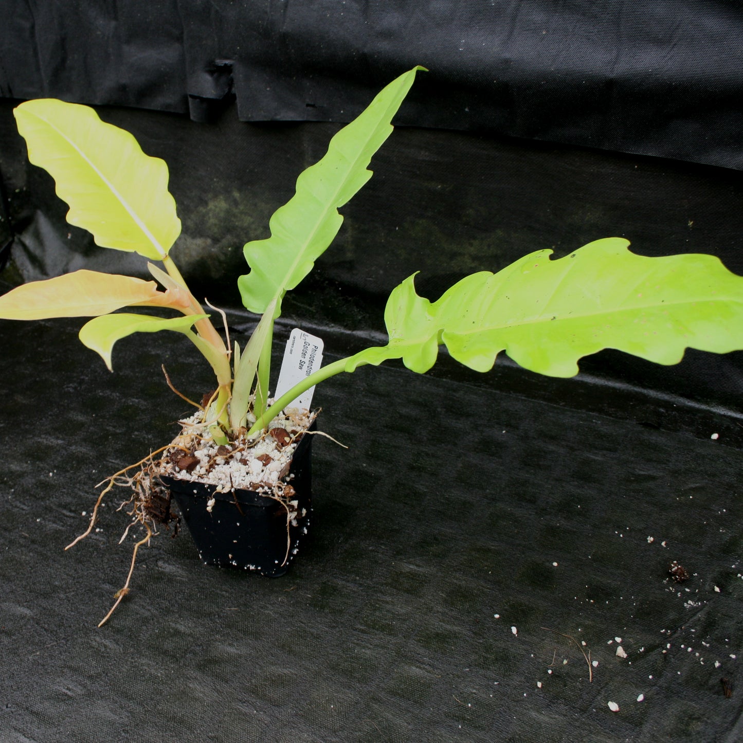 philodendron golden hammerhead Philodendron Golden Saw – Carnivero