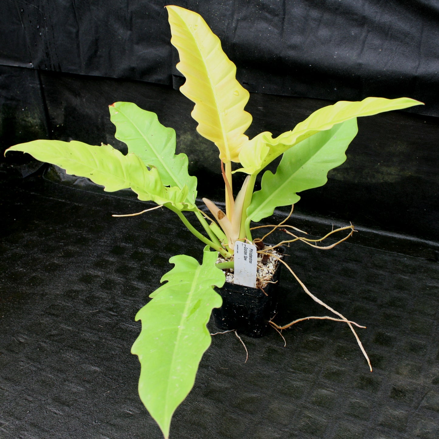 philodendron golden saw care Philodendron Golden Saw – Carnivero