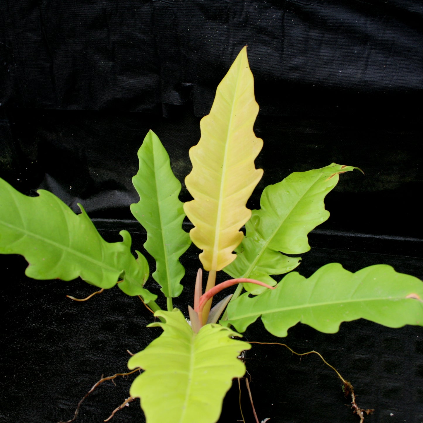 golden serratum philodendron Philodendron Golden Saw – Carnivero