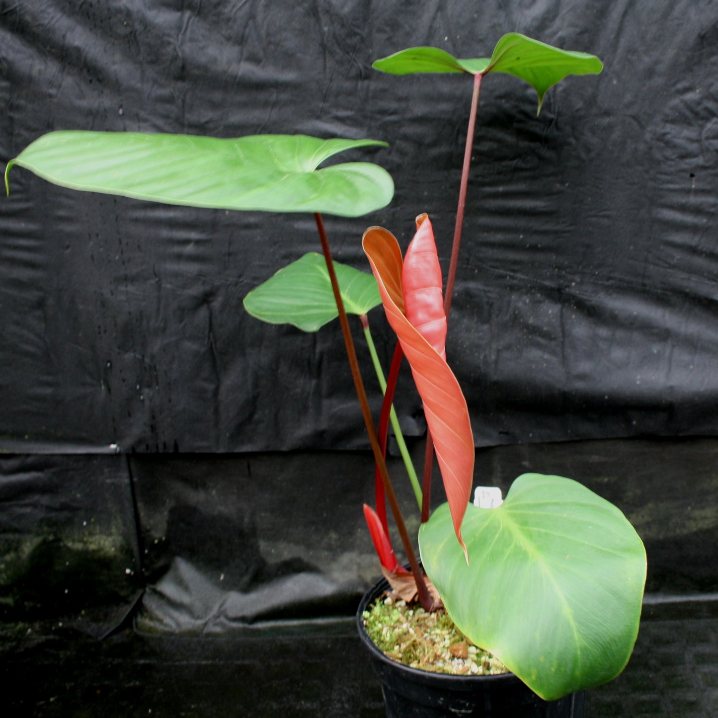philodendron lehmannii Philodendron lynamii – Carnivero