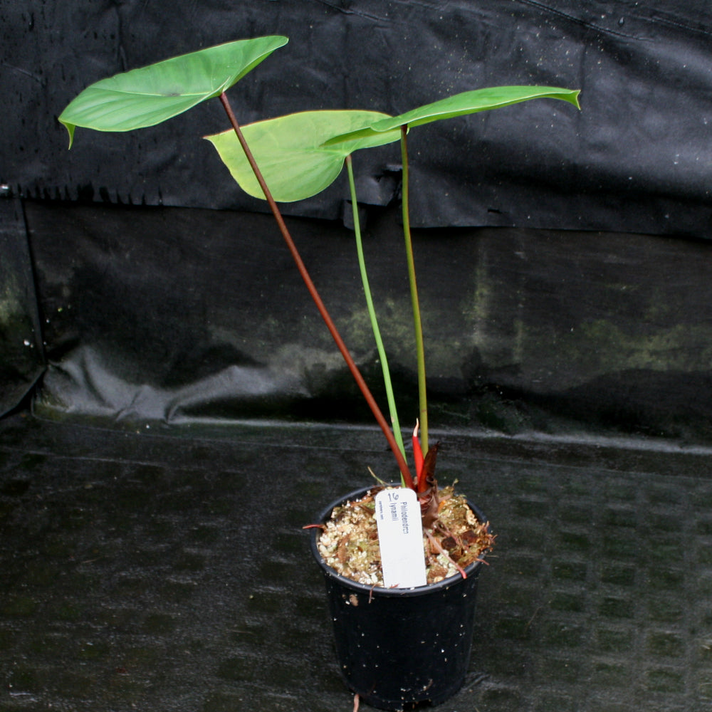 
                      
                        Philodendron lynamii
                      
                    