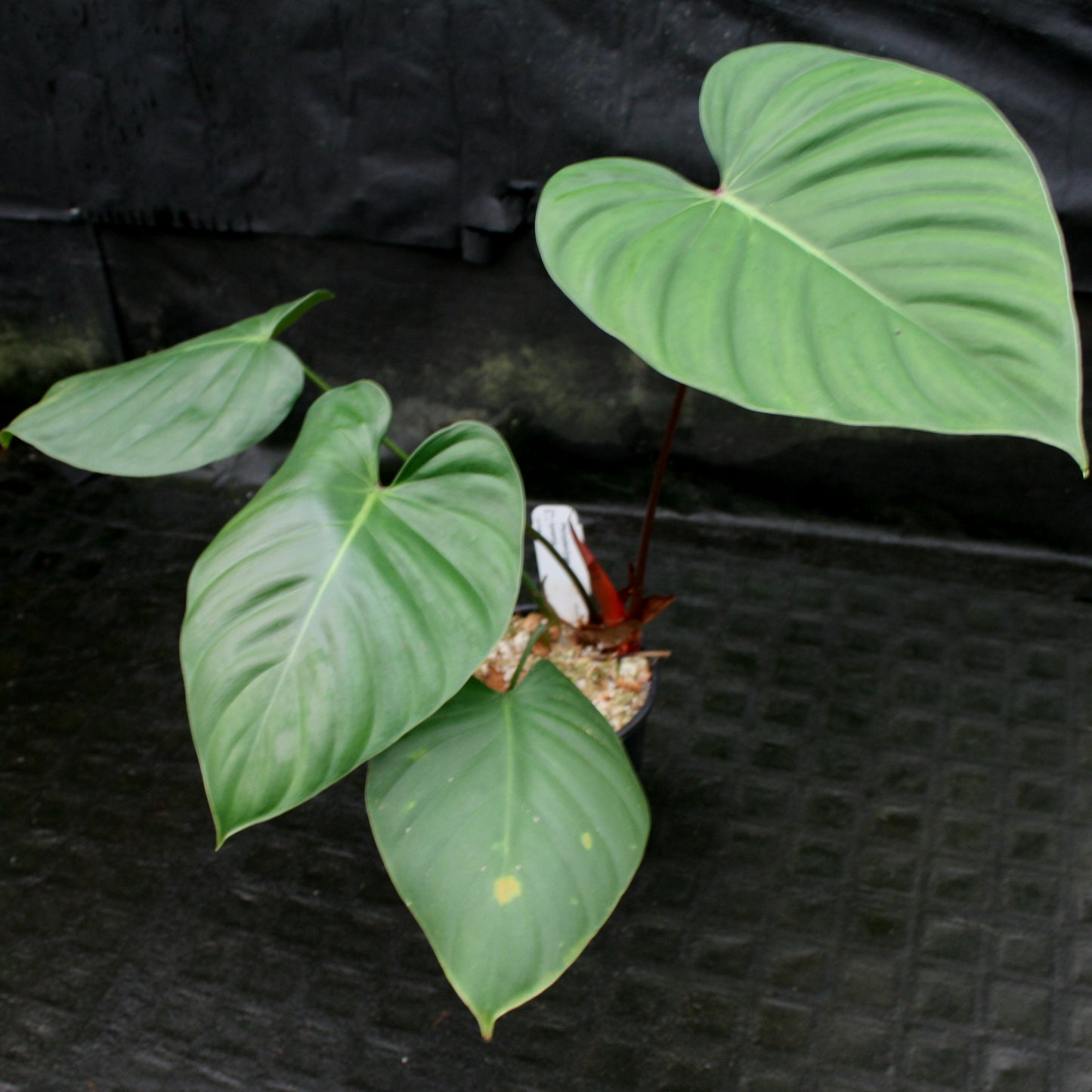 philodendron lynamii for sale Philodendron lynamii
