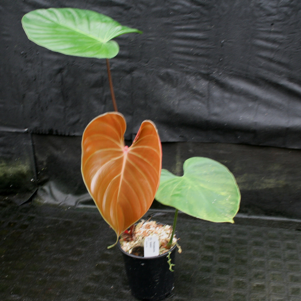 
                      
                        Philodendron lynamii
                      
                    