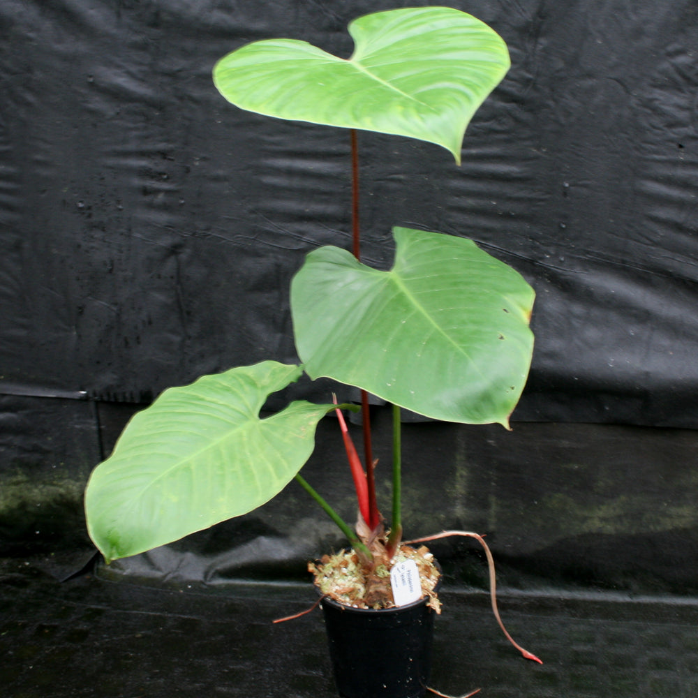 
                      
                        Philodendron lynamii
                      
                    