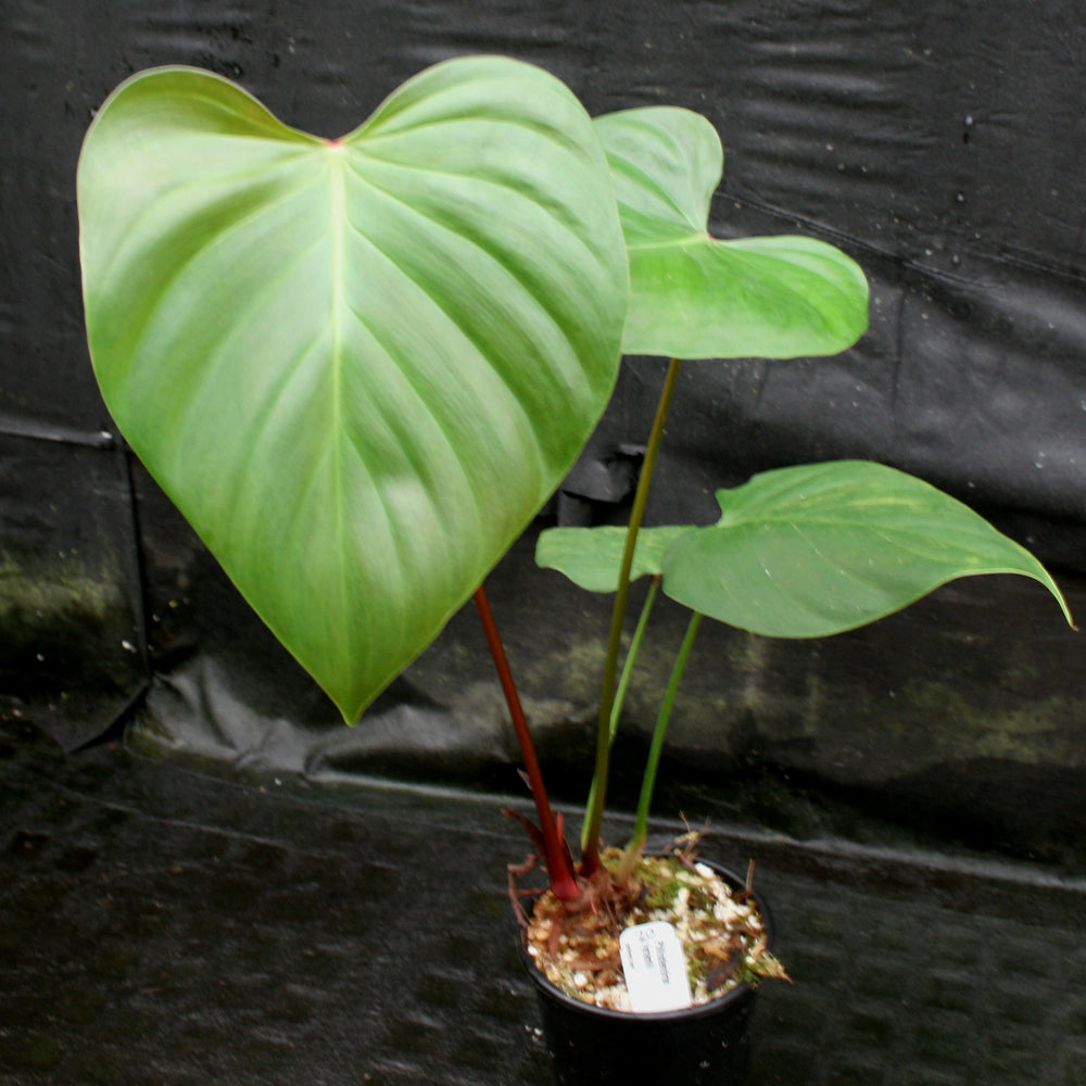 
                      
                        Philodendron lynamii
                      
                    