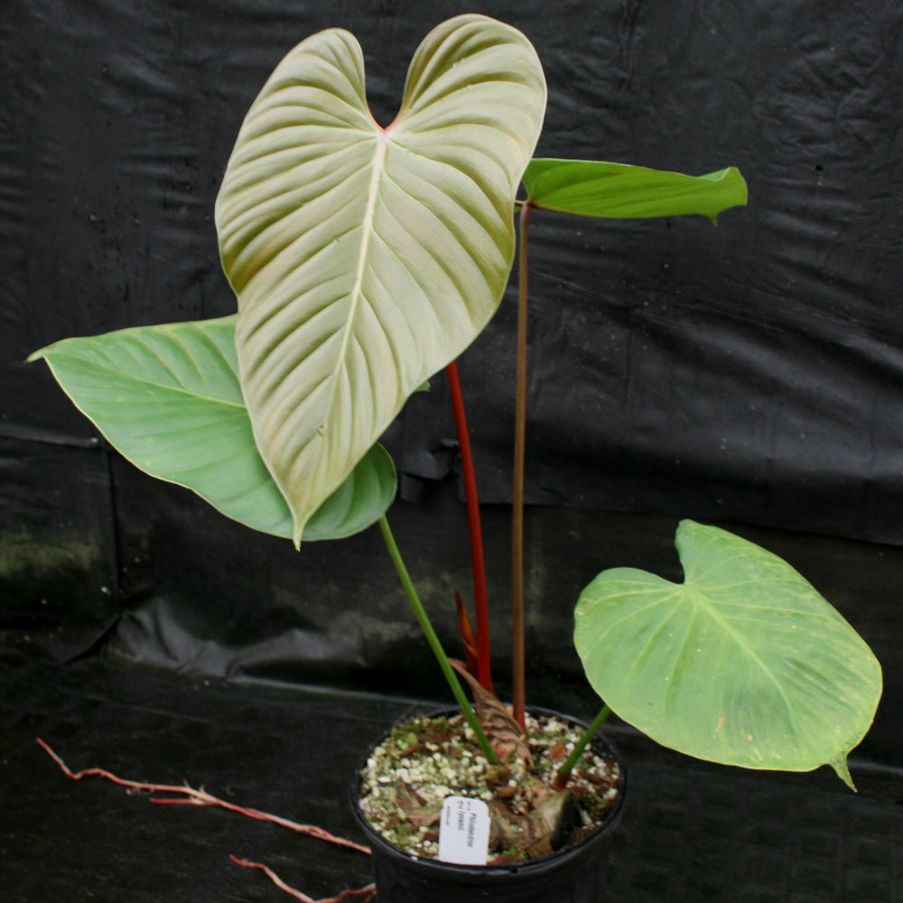 
                      
                        Philodendron lynamii
                      
                    
